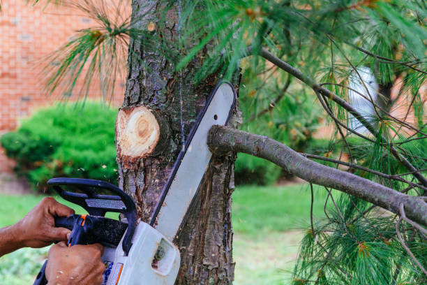 Best Tree Removal Services  in Halfway House, PA